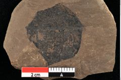 Foto (Detailansicht) von Rhytisma parschlugianum Ettingshausen (NHMW-GEO-2024-0188-0089b)